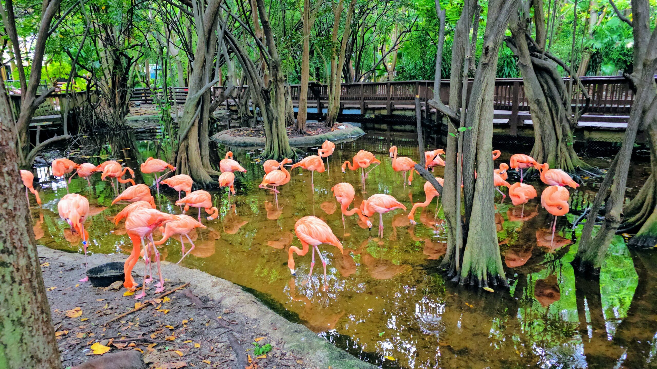 Plan an Amazing Day at Jungle Island Miami